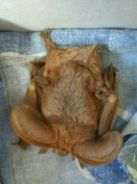 Ой! Что это?!