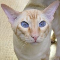Сиамский кот окраса рэдпойнт.
