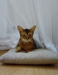 У меня только звука нет? Маловат пока кисик для игрушки маленькой девочке. Это издевательство над животным. Моему котэ два года, а младшей 6 лет. Тискать не разрешаю.  Можно ласково погладить пару раз. Кот сам видит её не уклюжие движения и чувствует опасность когда могут отдавить лапы или заломить ухо и старается держаться на расстоянии. В моём понимании заводишь зверя, он становиться членом семью, а не игрушкой.