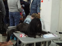 Не совсем борзая, но тоже супер. Породу не знаю