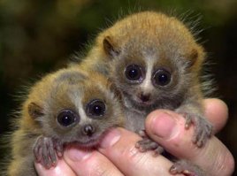 Лемурчики))))