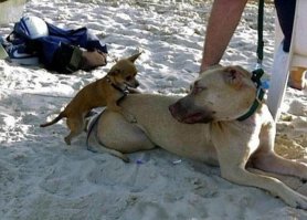 У большого собакена так и мерещится мысль: "Ты это серьезно..."