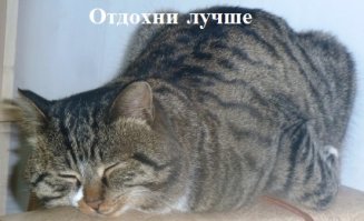 С такой кошкой не пропадёшь! 