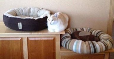 Как мой, падла. Купил ему домик трехэтажный, со всякой приблудой, а он, паразит, залез в коробку от домика и живет теперь только в ней.