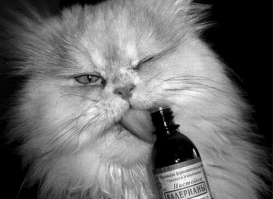 Искусно играющий в наперстки кот стал звездой Интернета