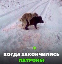 «Вот это зайцев погоняли мы!» Охотник спас провалившихся под лёд кабанов