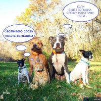 4 собаки и кошка, ухаживающие за новорождённым, растрогали пользователей интернета