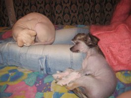 Эти у моего друга живут. Я бы к разряду самых их не отнёс ни когда. Но на вкус и цвет... как говорится.