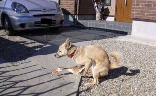 Настоящий защитник! Верный пёс оттащил агрессивного гуся от своего хозяина
