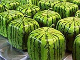 В мире квадратных животных