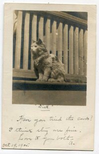 Просто кот по кличке "Х.,y.й"