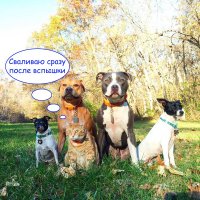 4 собаки и кошка, ухаживающие за новорождённым, растрогали пользователей интернета