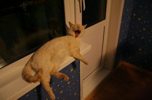 подтверждаю, у меня такая же скотина живёт.