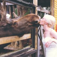 Хотите поцеловать лося, приезжайте в Jämsä (Ямся), Hirvikartano (Лосиная ферма)?