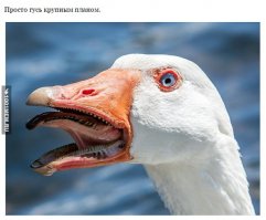 Недавно я узнал страшную правду. Ну их к манахам! БЕГИ!!!