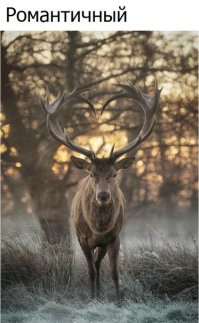 Самые красивые животные планеты