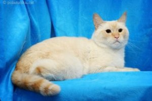 Это тайский кот. Что то типа ред поинти. Но точно не сиамский. Они принципиально другие.