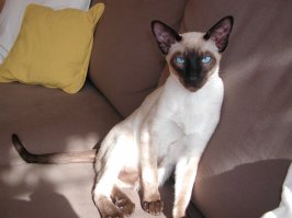 Это тайский кот. Что то типа ред поинти. Но точно не сиамский. Они принципиально другие.