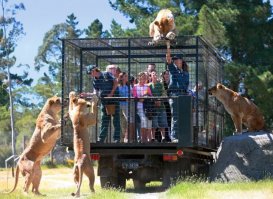 Мне не доводилось бывать в подобных экскурсиях/поездках, но слышал от тех кто был, что именно вот таким и только таким образом нужно на животных вживую смотреть, чувства непередаваемые.