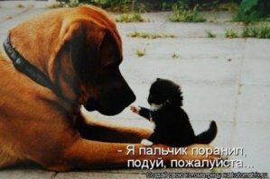 Маловато, но очень неплохо! Котяра вконтакте бесподобен и малыш на последнем фото))) Вот тоже такого типа