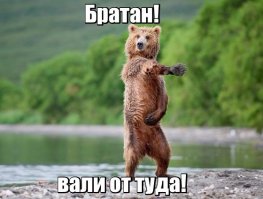 Замученные голодом медведи шокировали посетителей зоопарка