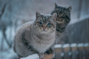 Какой взгляд!