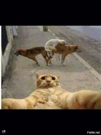 Привет! с вами Джонни Кэтсвилл и в этот район я больше не ногой!