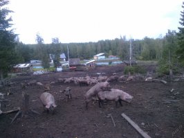 И??? Происходит укрупнение городов, жители деревень не хотят вести хозяйство, они насмотрелись красивых фильмов и хотят себе айфон и джакузи.  По итогу остается 5 деревень на расстоянии 50-100 км друг от друга, в которых живут по 200-300 жителей.  Ты пойдешь туда работать учителем? Учить трех человек? Или может ты зарплату будешь всем педагогам платить, чтобы трех детей разного возраста выучить?   Какую-то куйню опять вбросил.    Уже приводил пример раньше - вот живет семья - в полузаброшенной деревне (по фотке видно какие там дома), только у них хозяйство - овер 500 свиней, овер 300 всяких  уток и несколько десятков гектар для кормов засеено.  Они не знали, что идет планомерное уничтожение. Папа бывший хлебороб, дети закончили школу в городе и вернулись в деревню.  И блин, там работа у всех есть, ничего не закрывается и люди оттуда уезжать перестали.  Кстати несколько лет назад, они субсидию себе под хозяйство выбили у государства на 5 млн.р.  И вымирать не собираются вообще.