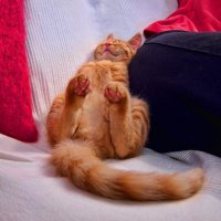 Прям до слез жаль таких животных.. 
Вот летом пошла мусор выбрасывать, смотрю пакет завязанный и хвост торчит. Хозяева кота засунули в пакет, завязали и выкинули умирать на жаре в пакете. Суки. Сейчас этот красавчик живёт у меня)) не нарадуемся котейкой))