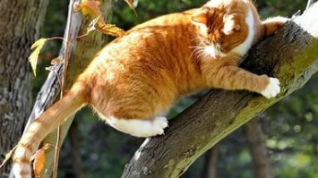 Не, это всё фигня по сравнению с тем как коту ползти вниз по дереву!