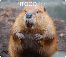 Это вам не ежатина . Тушёнка из бобра