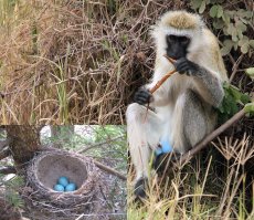 Капец! Оказывается, не только у дрозда голубые яйца!