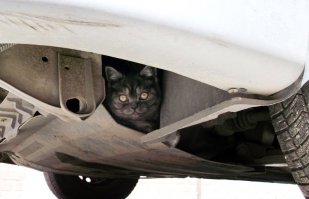 "застукал" своего любимца за проведением техосмотра)