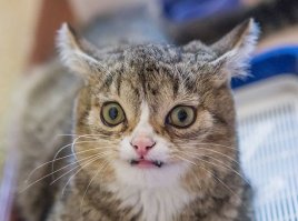 Тест: Хорошо ли вы разбираетесь в социальных сетях?