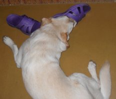 Одно фото - жена ушла на работу (строгая хозяйка), второе - я ушёл в магазин (лучший друг). Угадайте где какое ;)