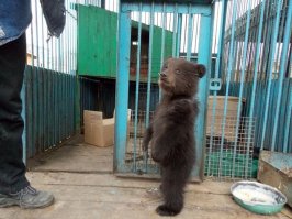 Сердце замерло,думал без лапы .... подумал Китайцы гребаные (они практикуют)  Слава Богу все на месте