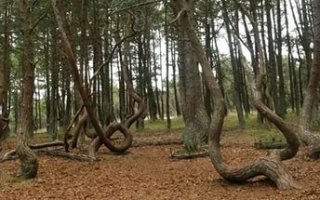 Сомнительно. У нас на Куршской косе есть такой лес, не очень большой участок, не при немцах, не в наше время никакого химического производства на сто вёрст и в помине не было. А лес вот такой.