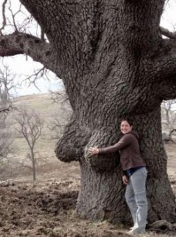 Казусы природы - деревья