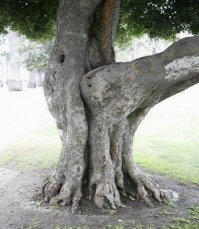 Казусы природы - деревья