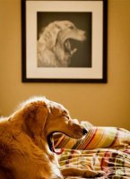 У меня есть фотка с одним из наших котов, похожая на эту

У родителей моих котик жил, Кузьма. Увы, умер в позапрошлом году