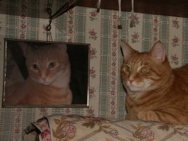 У меня есть фотка с одним из наших котов, похожая на эту

У родителей моих котик жил, Кузьма. Увы, умер в позапрошлом году