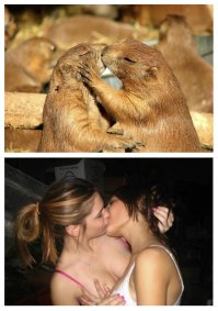 Вы когда-нибудь замечали, что девушки, позируя для фотографий, очень напоминают сурикатов?