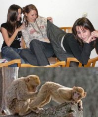 Да ладно если только сурикатов