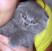 Уши на месте, это порода такая. 4 года назад у меня Кузя тоже был постоянно удивлён.