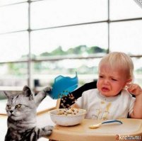 Про кота 