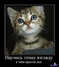 Простите-извините! Этот котенок всегда выглядит так, будто очень сожалеет о чем-то