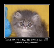 Простите-извините! Этот котенок всегда выглядит так, будто очень сожалеет о чем-то