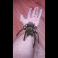 зовут Данн
у меня живет уже 2а года