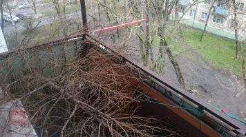 Ну, тут два года точно елки собирает