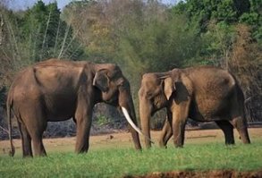 Лишне говорить, что у массы животных всё тоже самое.